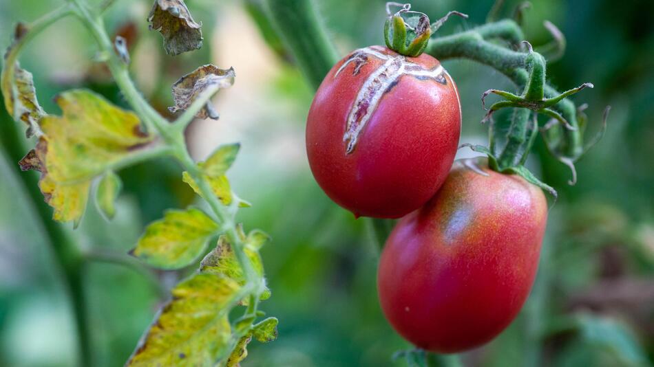 Tomatenfäule