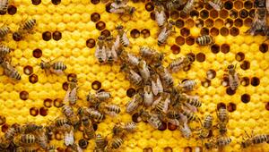 Artenschutz im Alltag: So kann es funktionieren