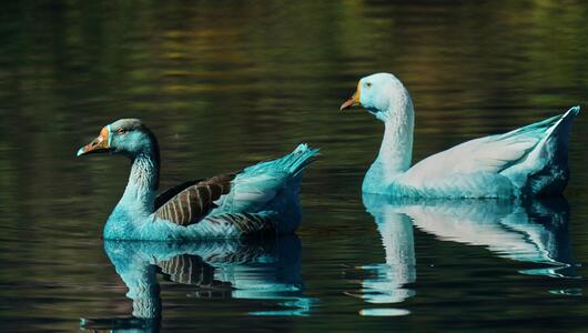 Blau gefärbte Enten nach Chemieunfall im brasilianischen See