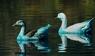 Blau gefärbte Enten nach Chemieunfall im brasilianischen See