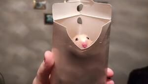 Foto eines Hamsters in einem Briefkuvert