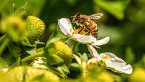 Bienen, Tiere, Natur, Umwelt, Schutz