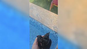 Vorsichtiger Griff: Spanierin rettet Vogel aus ihrem Pool