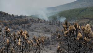 Waldbrände in Spanien