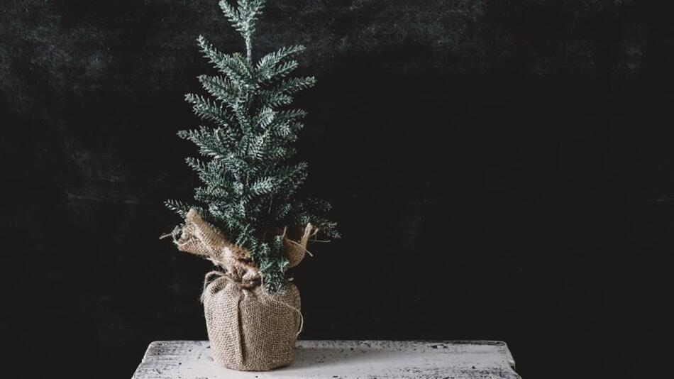 Weihnachtsbaum im Topf