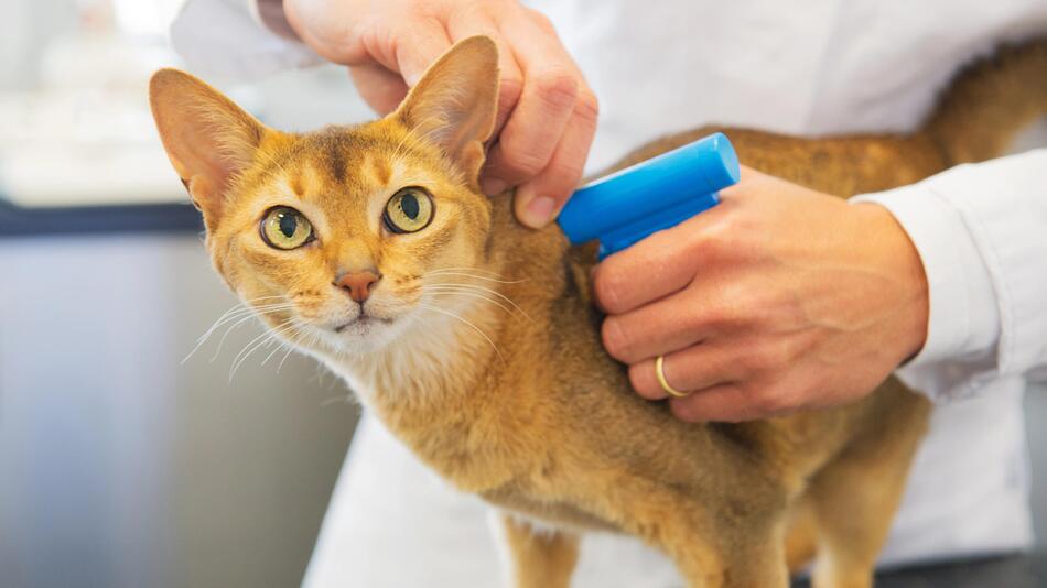 Eine Katze wird vom Tierarzt gechippt