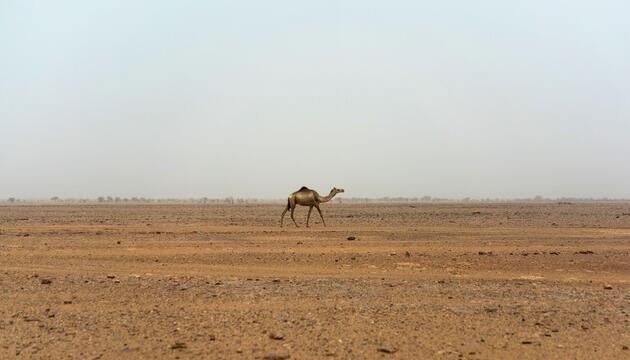 Sahara im Niger