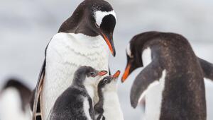Eselspinguin (Pygoscelis papua), auch Rotschnabelpinguin genannt, mit Küken