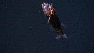 Gespensterfisch