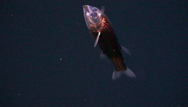 Gespensterfisch