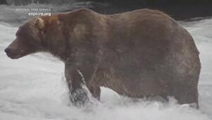 "Fat Bear" - kurioser Titel mit ernstem Hintergrund
