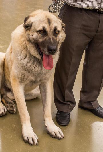 Kangal Hirtenhund