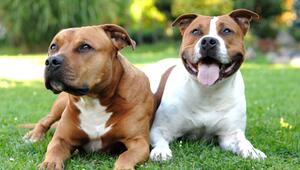 Zwei American Staffordshire Terrier