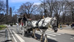 Aus für die Pferdekutschen im New Yorker Central Park