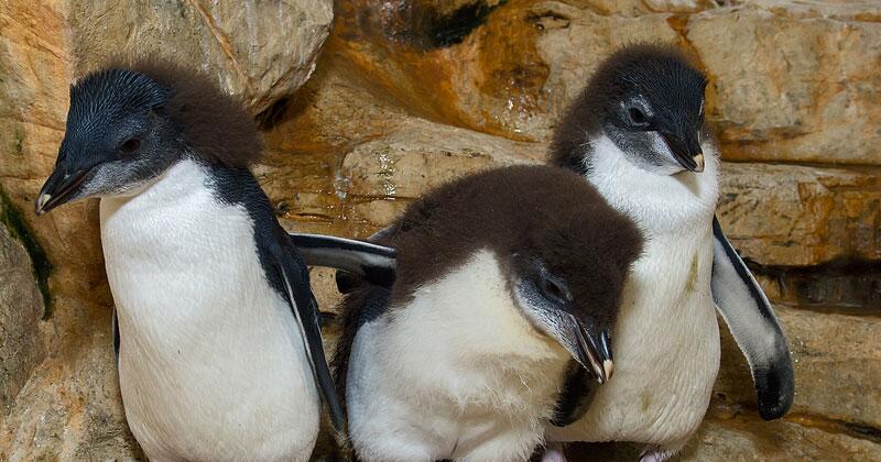 Pinguin-Nachwuchs im Tiergarten Schönbrunn | GMX.AT