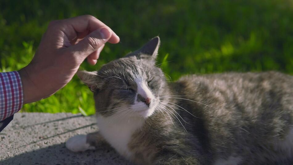 ReUpload! Warum Katzen beim Streicheln ihr Hinterteil heben