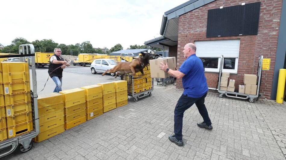 Beißende Hunde, aggressive Gänse: Immer wieder Angriffe auf Postzusteller