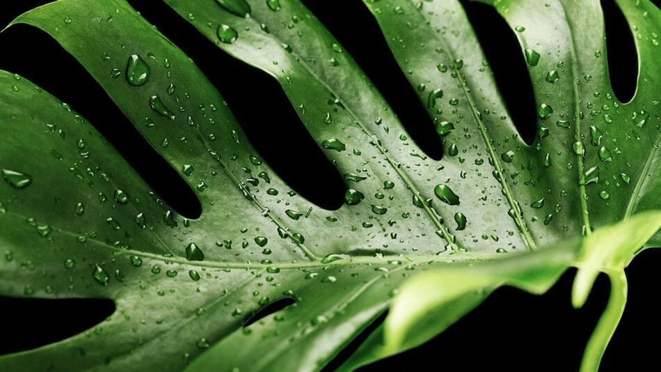monstera ableger