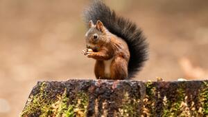 Eichhörnchen frisst eine Nuss