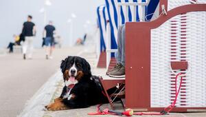 Ein Berner Sennenhund liegt neben einem Strandkorb
