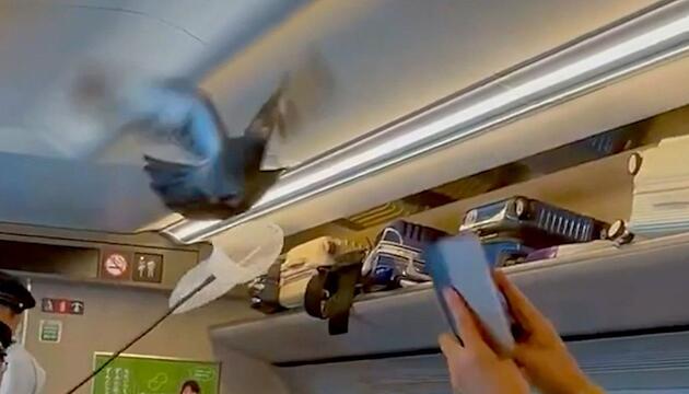 Ausgebremster Bullet Train: Taube legt Japans Shinkansen lahm