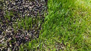 Grassamen auf nassem Boden