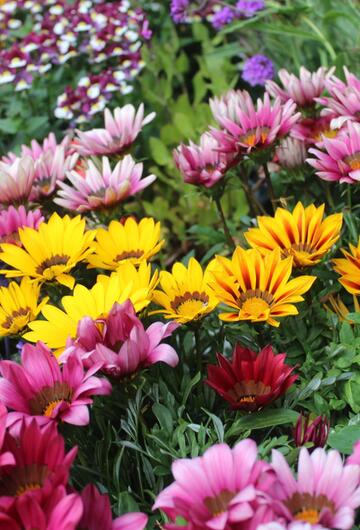 Blumen
