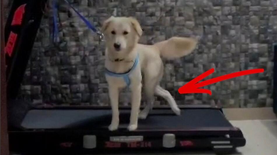 Körperhälften aus dem Takt: Hund überrascht auf Laufband mit besonderem Stil