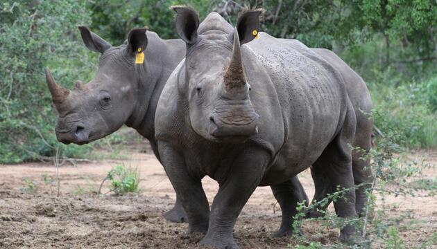 Nashorn-Hörner am Flughafen Singapur sichergestellt