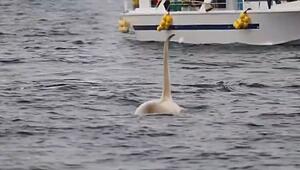 Einhörner des Ozeans: Extrem seltener weißer Orca taucht vor Japan auf