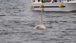 Einhörner des Ozeans: Extrem seltener weißer Orca taucht vor Japan auf