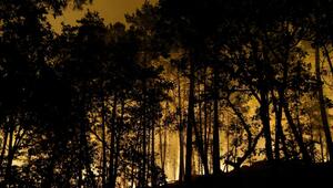 Feuer im Wald von Fontainebleau
