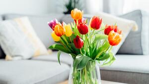 Tulpen sind ein beliebter Frühlingsbote.