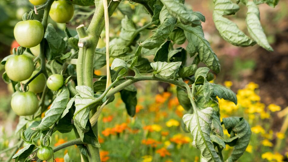 Tomatenblätter kräuseln sich – so erkennen Sie Gefahrensignale sofort