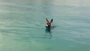 Kein Zurückhalten: Esel springt Besitzern hinterher ins Meer