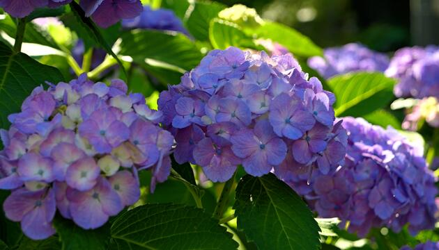 Hortensien: Diese Fehler sollten Sie beim Gießen vermeiden