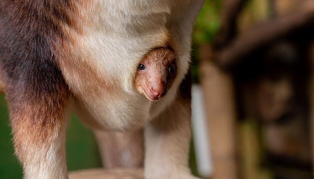 Baumkänguru-Jungtier in England geschlüpft