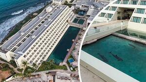 Empörung um Delfine in Hotel-Pool: Tierschützer fordern Boykott von Hyatt
