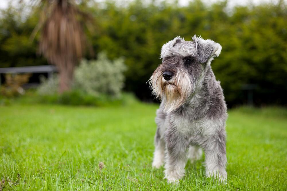 Ein Schnauzer im Gras