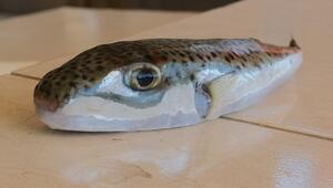 Kugelfisch breitet sich an türkischer Mittelmeerküste aus
