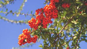 vogelbeeren