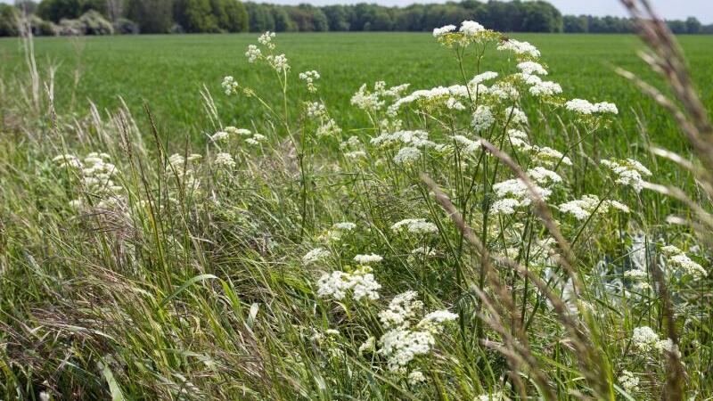 Sommerwiese mit Gräsern