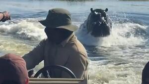Wütende Attacke: Nilpferd verfolgt Touristenboot in Botswana