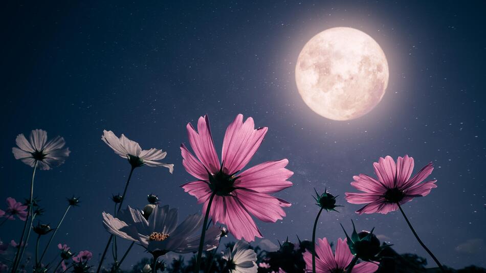 Vollmond über Blumenwiese