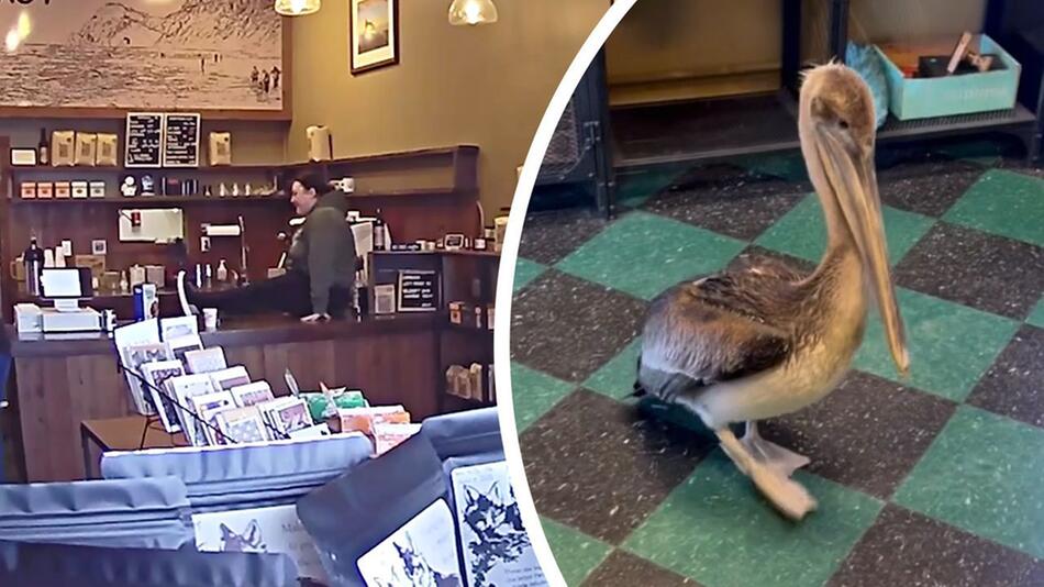 Zutraulicher Vogel: Pelikan spaziert in Café – Besitzerin springt auf Theke