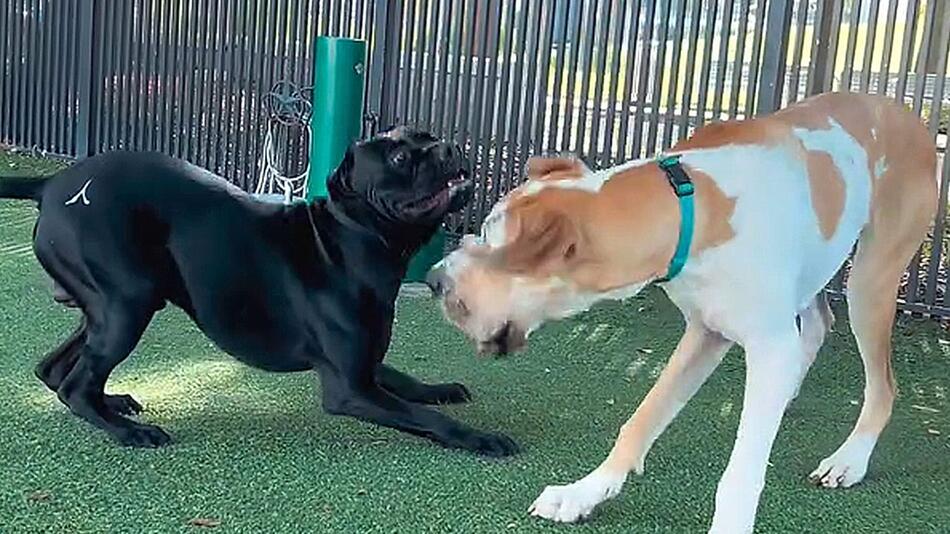 Hunde im Ring: Verspielte Vierbeiner liefern sich „Boxkampf“ im Park