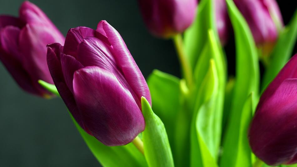 Einfache Tricks: So bleiben Tulpen in der Vase lange frisch