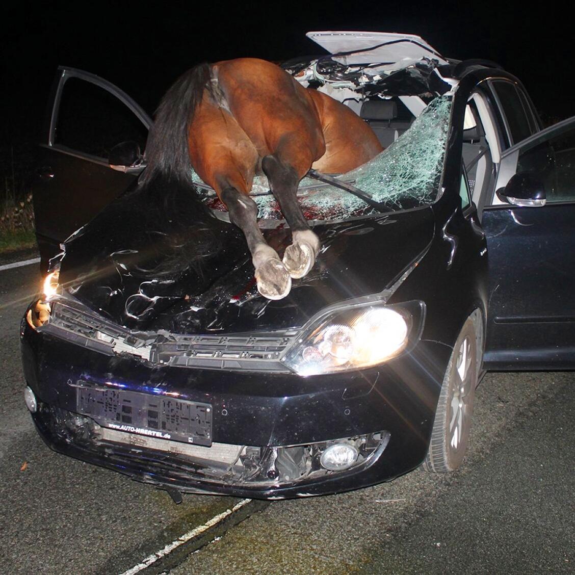 Pferd kracht dPferd kracht durch Windschutzscheibe - Tier tot, Fahrerin im  Glückurch Windschutzscheibe