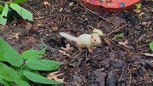 Extrem selten: Albino- Streifenhörnchen taucht in Garten in Indiana auf