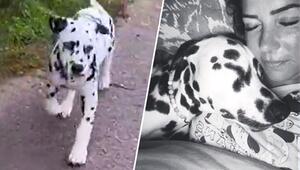 Trauer bei Dana und Dennis Diekmeier: Tragödie um vergiftete Hunde